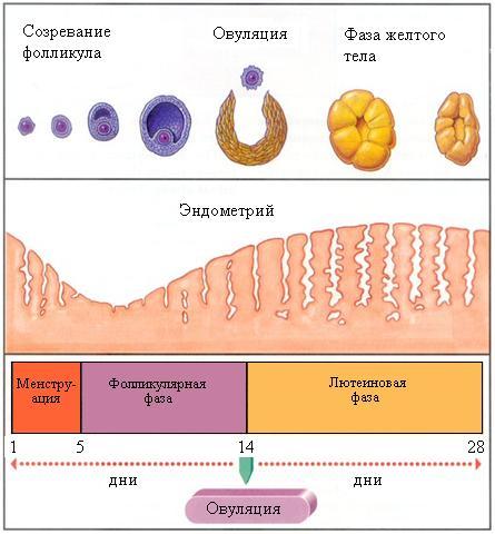 УЗИ фолликулогенез