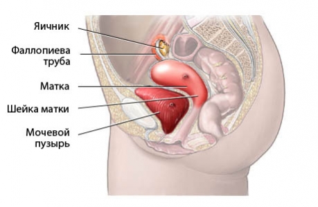 гинекология УЗИ