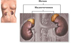 УЗИ надпочечников сделать