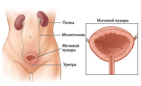 УЗИ мочевого пузыря